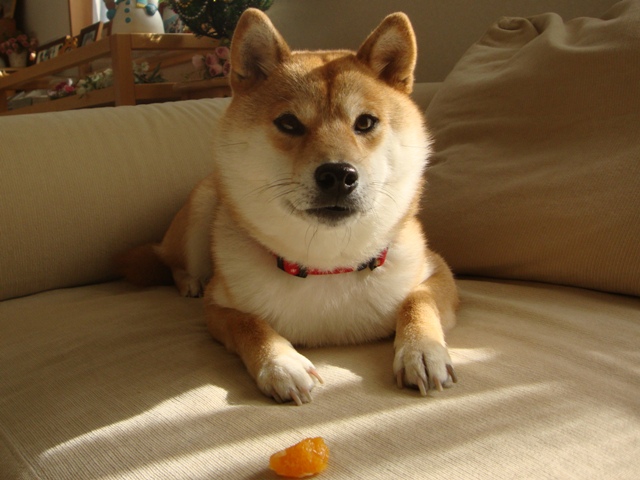 みかんはいかが?_a0126590_432795.jpg