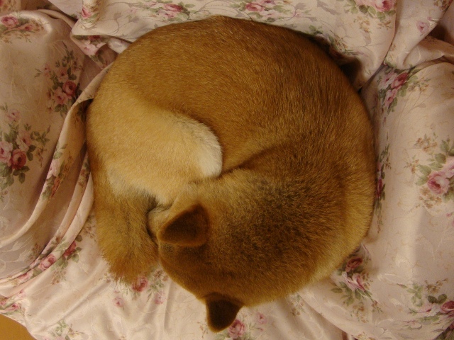 みかんはいかが?_a0126590_521235.jpg