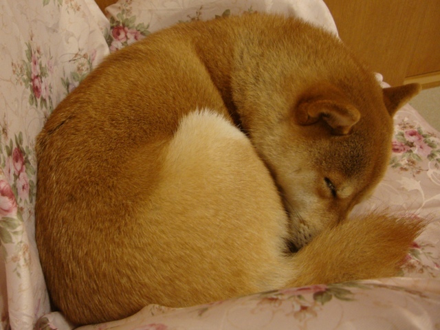 みかんはいかが?_a0126590_531974.jpg