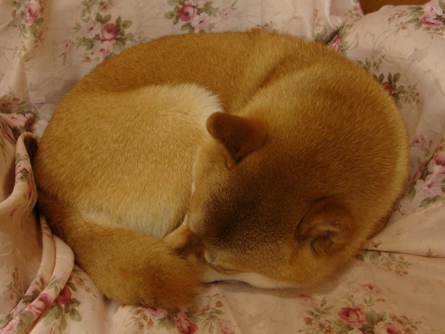 みかんはいかが?_a0126590_53254.jpg