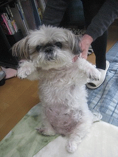 c0078592_20251089.gif