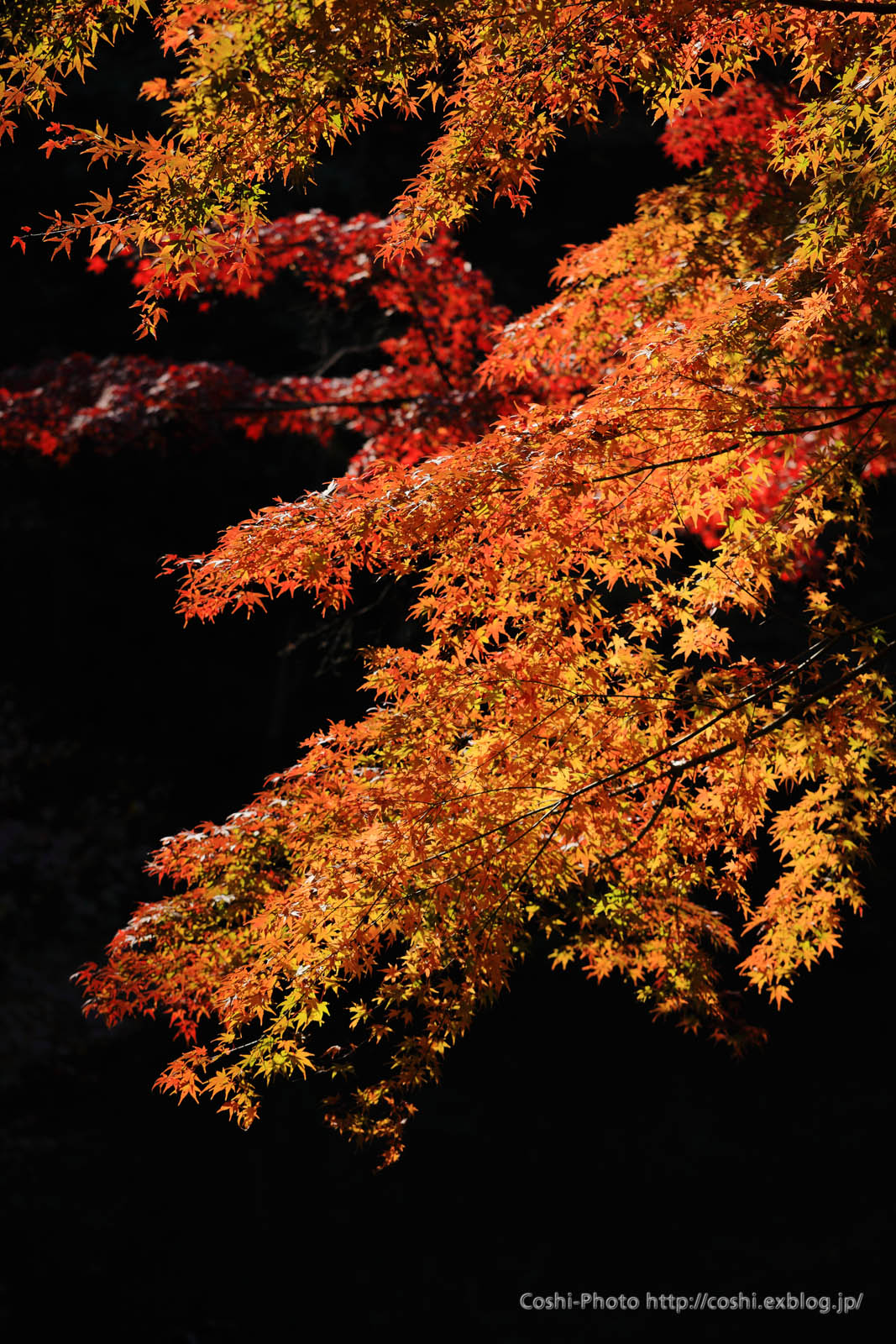 狭山公園で紅葉撮り・・・やっとこ本編？(^^;;_a0110096_12104275.jpg