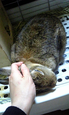 お撫ではまだなの?_c0225410_1332247.jpg