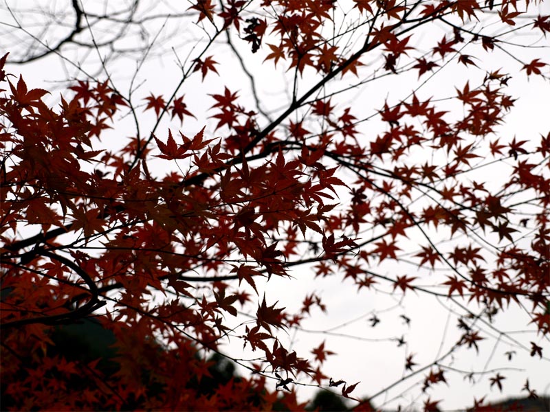 2009年の紅葉～京都から～_c0198213_22112673.jpg