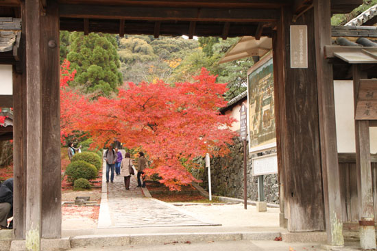 一休寺 紅葉終盤_e0048413_18125594.jpg