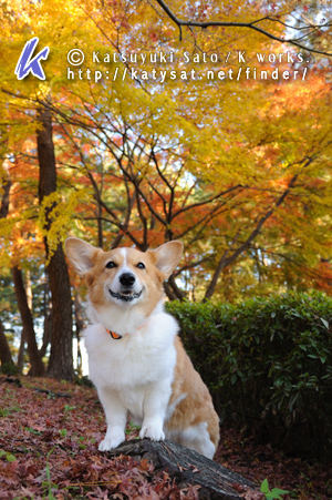 本牧市民公園の紅葉_d0102523_19413080.jpg