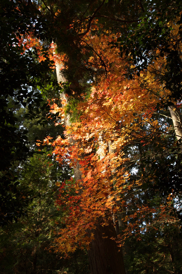 紅葉写真（小國神社編）_b0160326_2214582.jpg