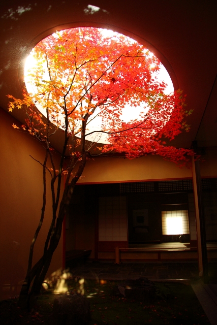 何必館・京都現代美術館の紅葉_b0169330_12425375.jpg