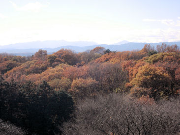 d0059661_1736573.jpg