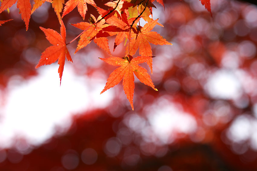 四季の森公園の紅葉　No2_e0153076_85776.jpg