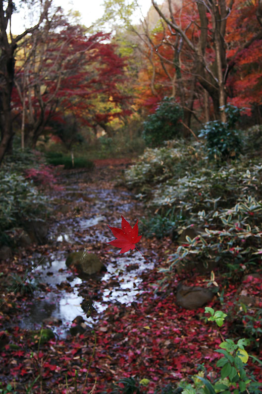 四季の森公園の紅葉　No2_e0153076_88346.jpg