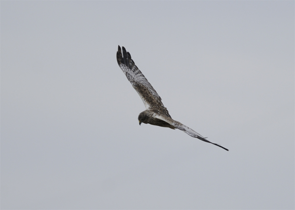 チュウヒ大陸型（成鳥♂）_c0096278_1917278.jpg