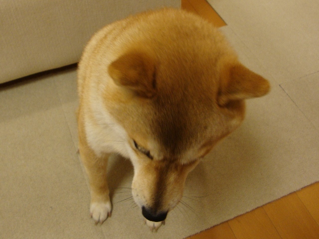 金曜の夜だもの!_a0126590_49643.jpg