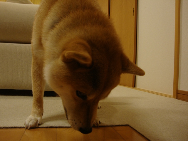 金曜の夜だもの!_a0126590_6111560.jpg