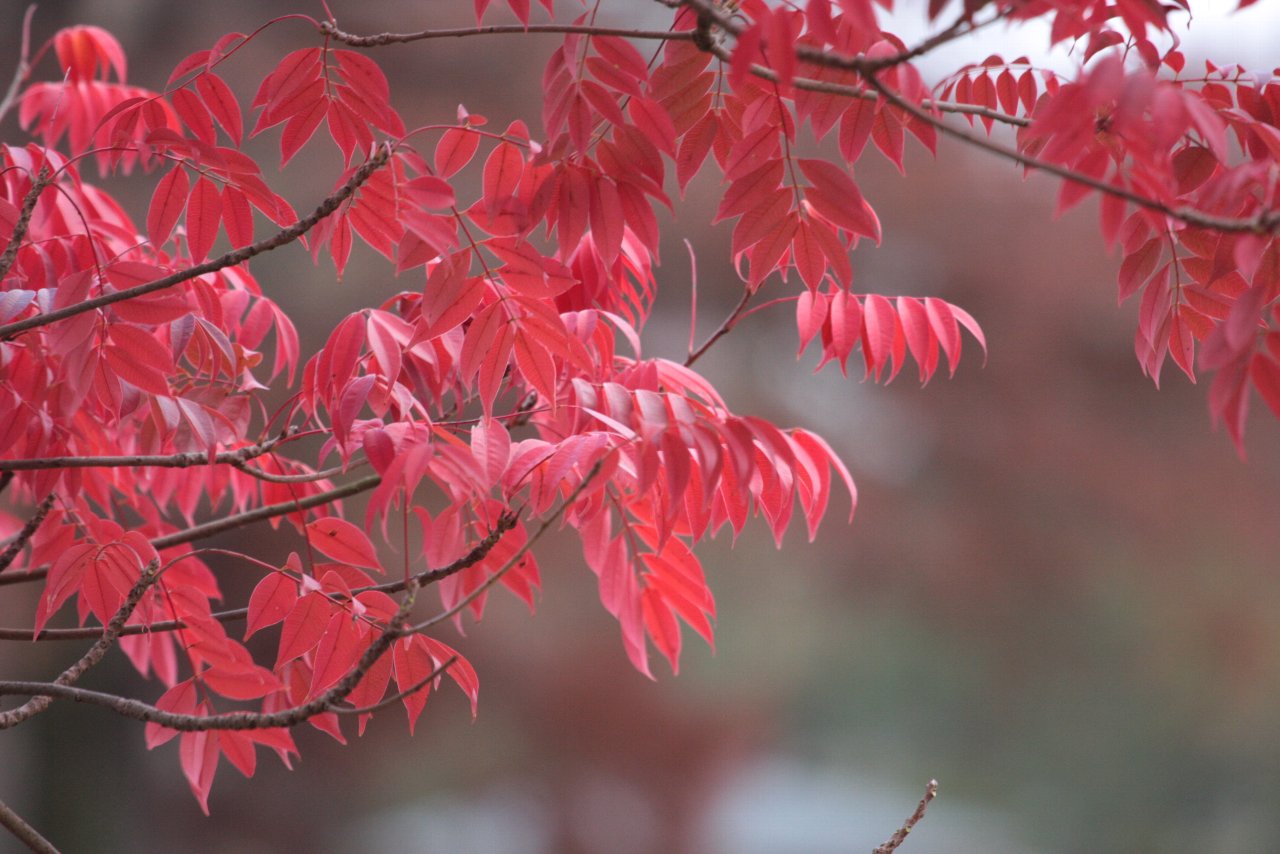 【ＭＭ公園の紅葉】_e0167295_2354267.jpg