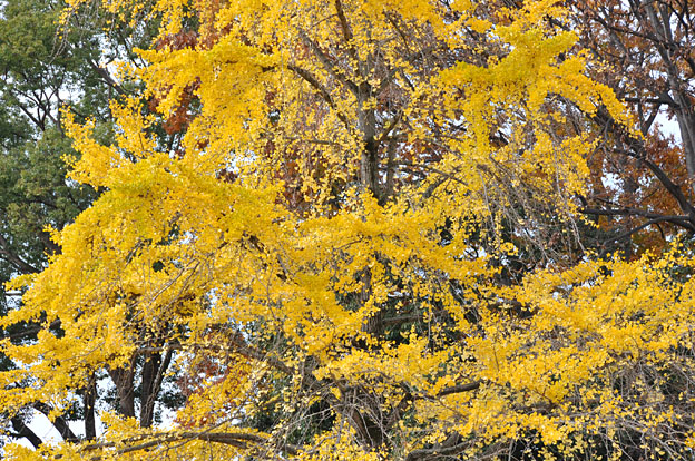 a0102098_17544117.jpg