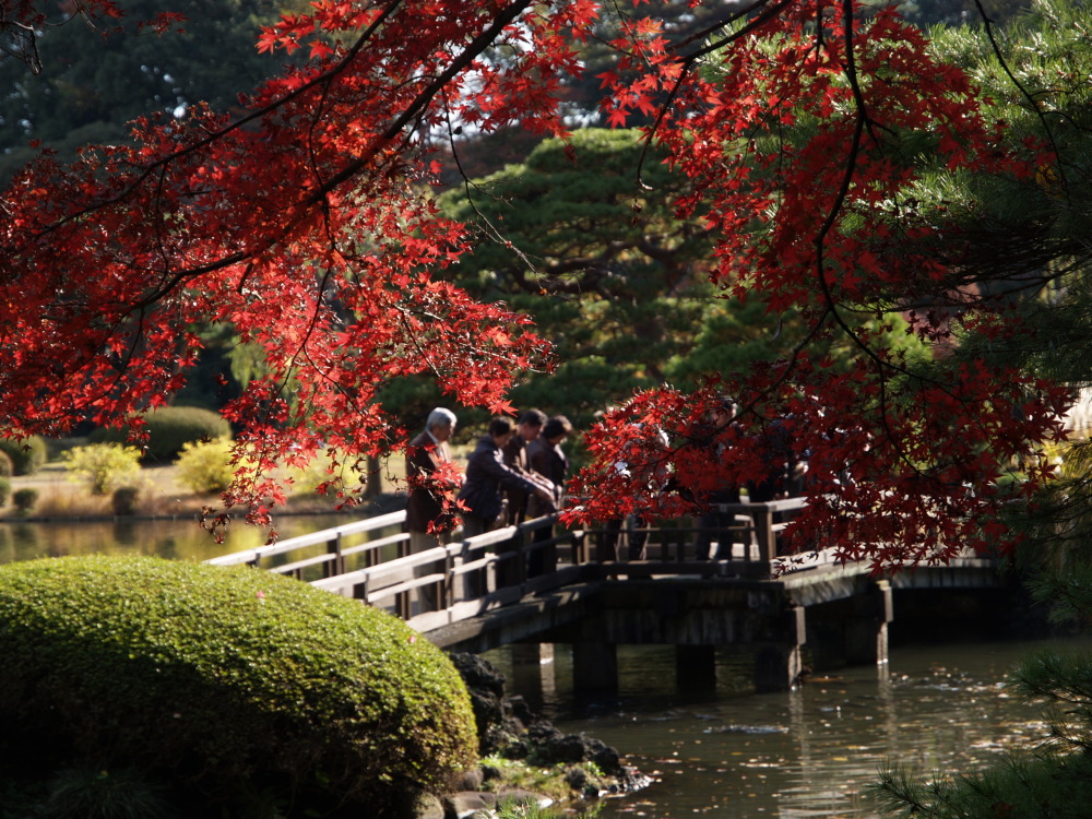 今年二度目の紅葉狩り〜新宿御苑〜_c0169199_14253729.jpg