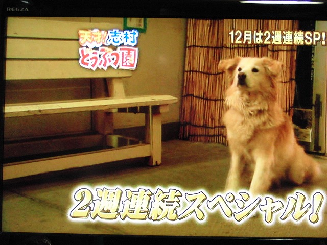 天才志村どうぶつ園特別編 涙と奇跡のどうぶつ物語 12月19日 放送 Islay And Pals アイラと素敵な仲間達blog Islay The Mutt 天才志村どうぶつ園特別編 涙と奇跡のどうぶつ物語 12月19日 放送 Islay And Pals アイラと素敵な仲間達blog Islay The Mutt