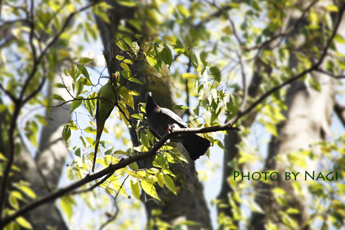 井の頭公園にて_b0136812_15354159.jpg