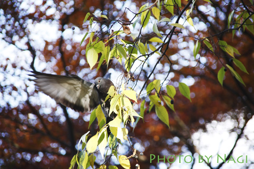 井の頭公園にて_b0136812_15372595.jpg