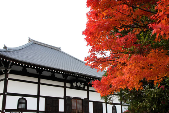紅葉終盤 天竜寺_e0048413_1543125.jpg