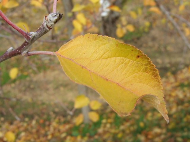 f0143119_17474836.jpg