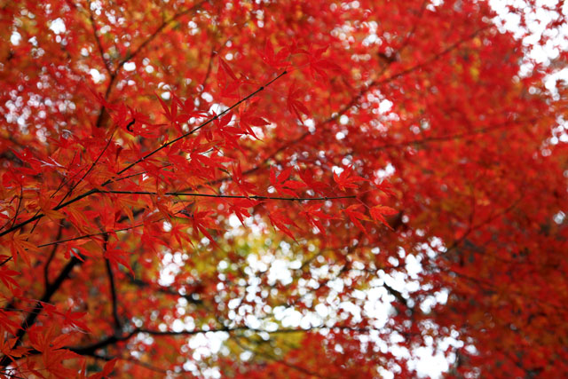 ひろしま八十景（三瀧寺　紅葉）_c0064025_140356.jpg