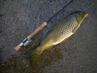 天白川 鯉釣り09 徒然草 天白川 鯉釣り09 徒然草