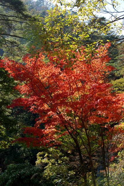 秋色いろいろ1　檜原都民の森_c0027027_23392354.jpg