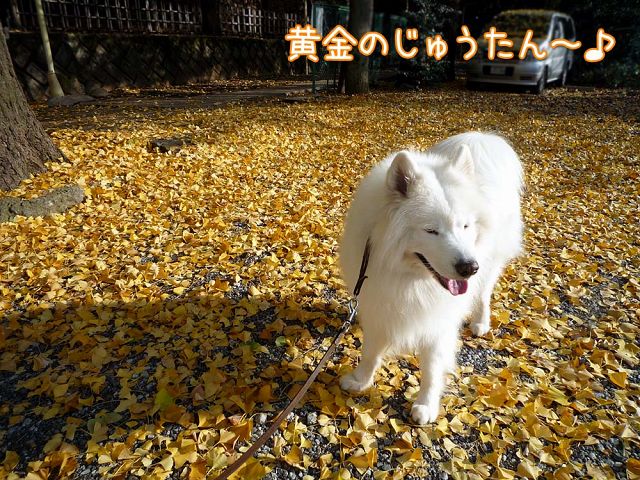 秋色散歩_c0062832_1730267.jpg