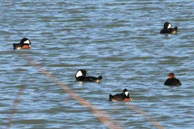 019 Tommy Thompson Park ～Toronto No.1 の公園～_c0211532_11301847.jpg