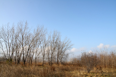 019 Tommy Thompson Park ～Toronto No.1 の公園～_c0211532_1142277.jpg