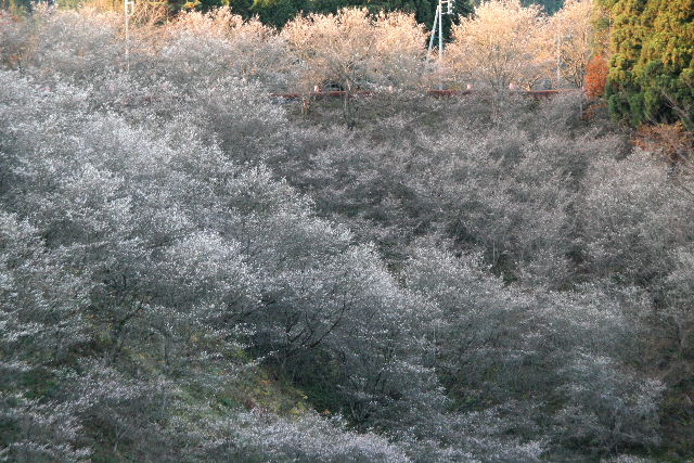 桜山公園 2009_e0064133_12581051.jpg