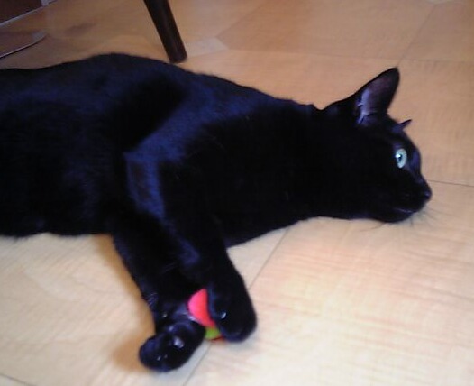 ピンを知りませんか?猫 のぇる編。_a0143140_19431716.jpg