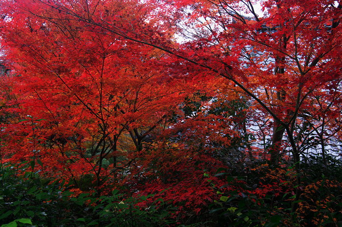 紅色の金福寺へ_f0155048_117383.jpg