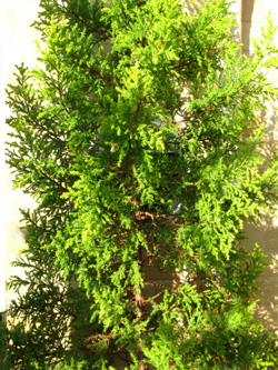 d0084750_14531055.jpg