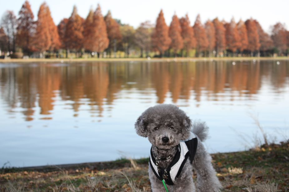 初冬？の公園は・・・_e0129656_2283721.jpg