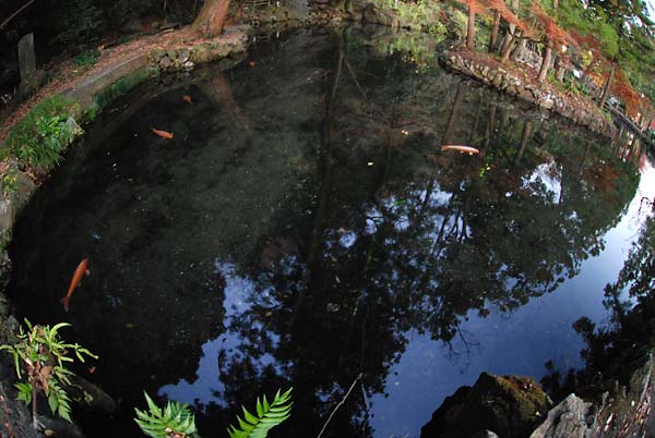 栃木県指定天然記念物「出流原弁天池湧水」－名水百選_c0043361_225710.jpg