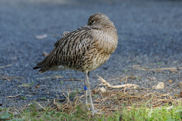 鳥かごの中を歩く_c0081462_14145392.jpg