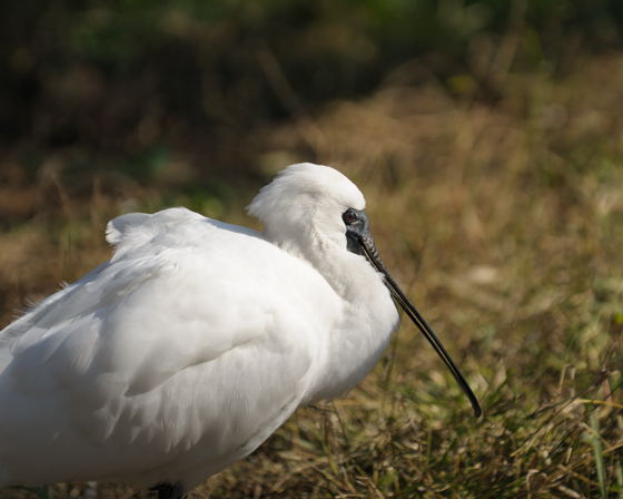 鳥かごの中を歩く_c0081462_1415045.jpg