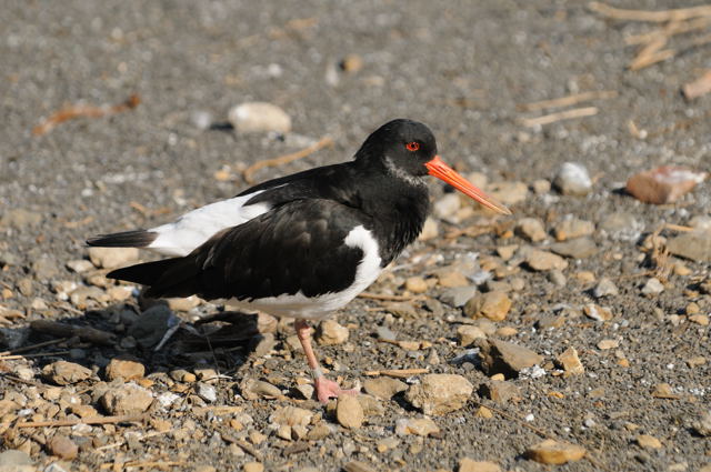 鳥かごの中を歩く_c0081462_14151291.jpg