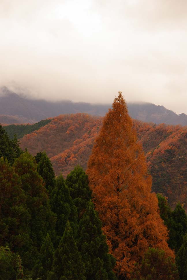 倉吉市／三角の紅葉_c0221473_18544227.jpg