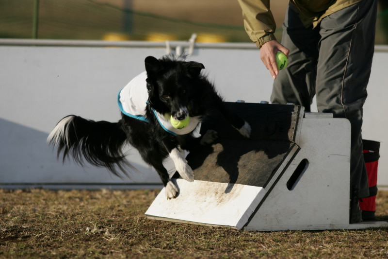 フライボール しゅっぽっぽの犬写真館