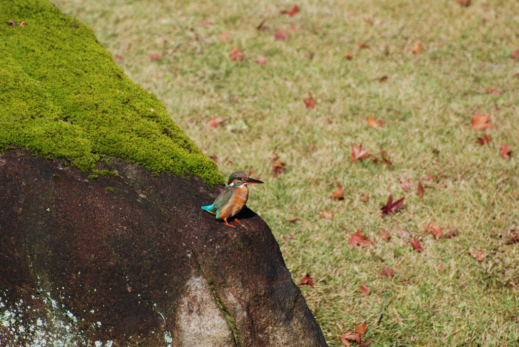 紅葉　円覚寺@北鎌倉_f0147385_23531342.jpg