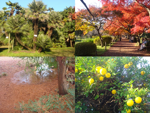 小石川植物園(再び)_d0132289_185254.jpg