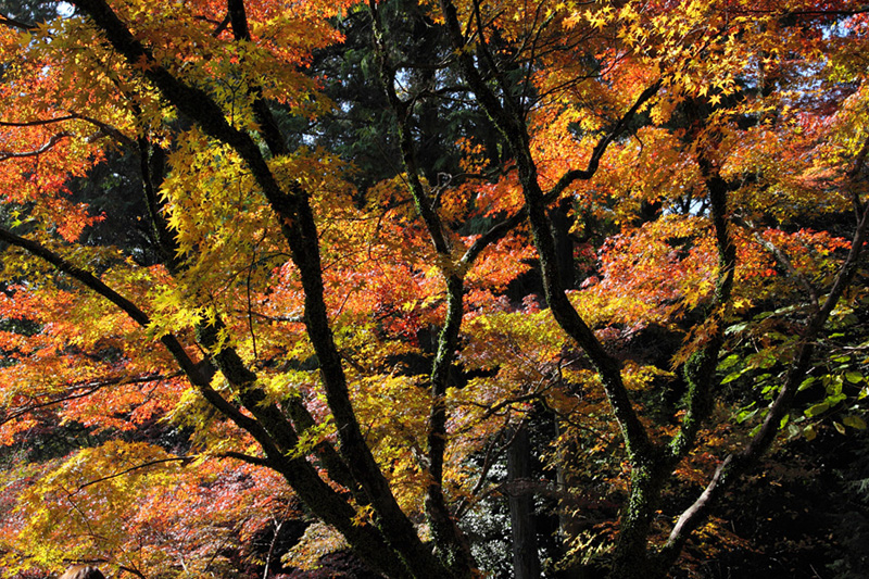 09.11.21：帰省中の紅葉巡りシリーズ・仁比山神社５_c0007190_19225578.jpg