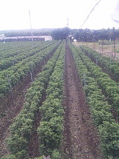 e0003090_17345252.jpg