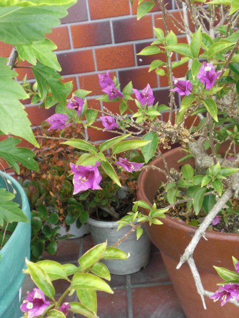 f0166694_2304541.jpg
