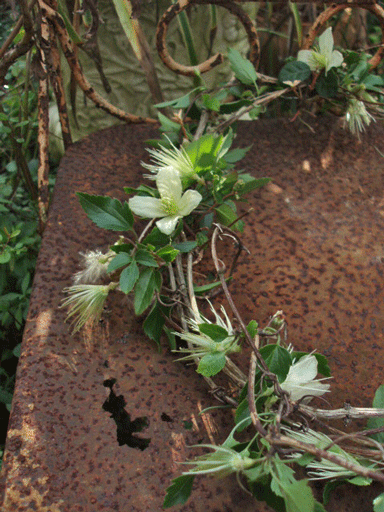 c0129702_2365632.gif