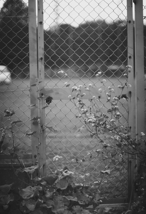 南麻布の花、その4。_c0120903_0253538.jpg